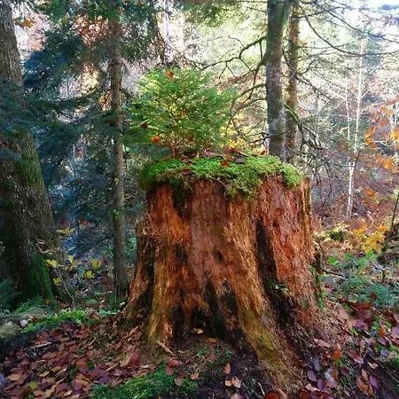 Wilder Mann Szálloda Eggingen