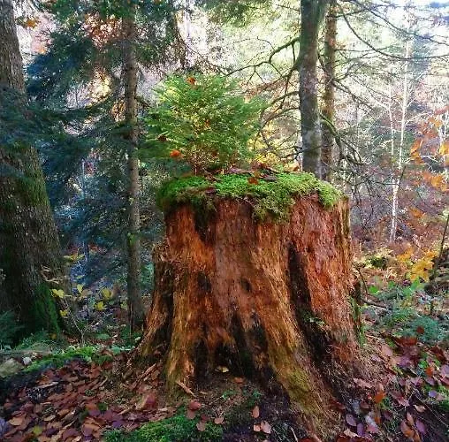 Wilder Mann فندق Eggingen